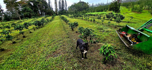 What You Need to Know About Expanding a Kona Coffee Farm with Different Varietals