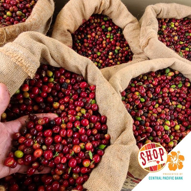Large burlap sacks full of 100% Kona Coffee Cherry