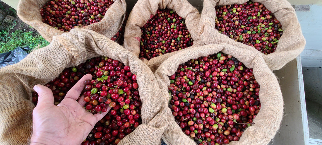 several burlap bags full of Kona coffee with a hand in one to show the scale