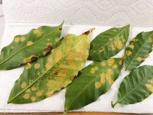 Leaves infected with CLR