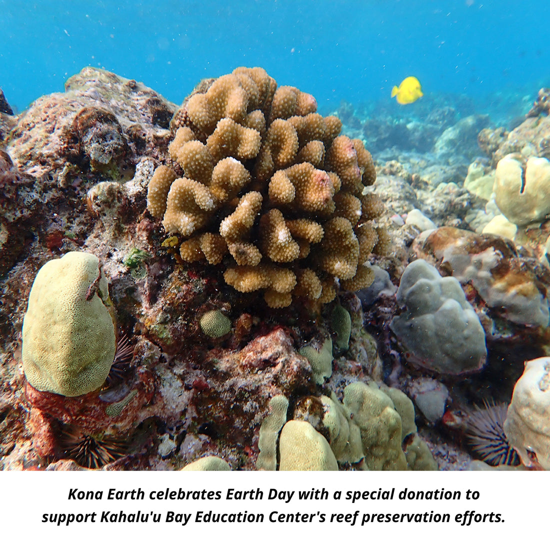 Kona Earth Celebrates Earth Day with a Special Donation