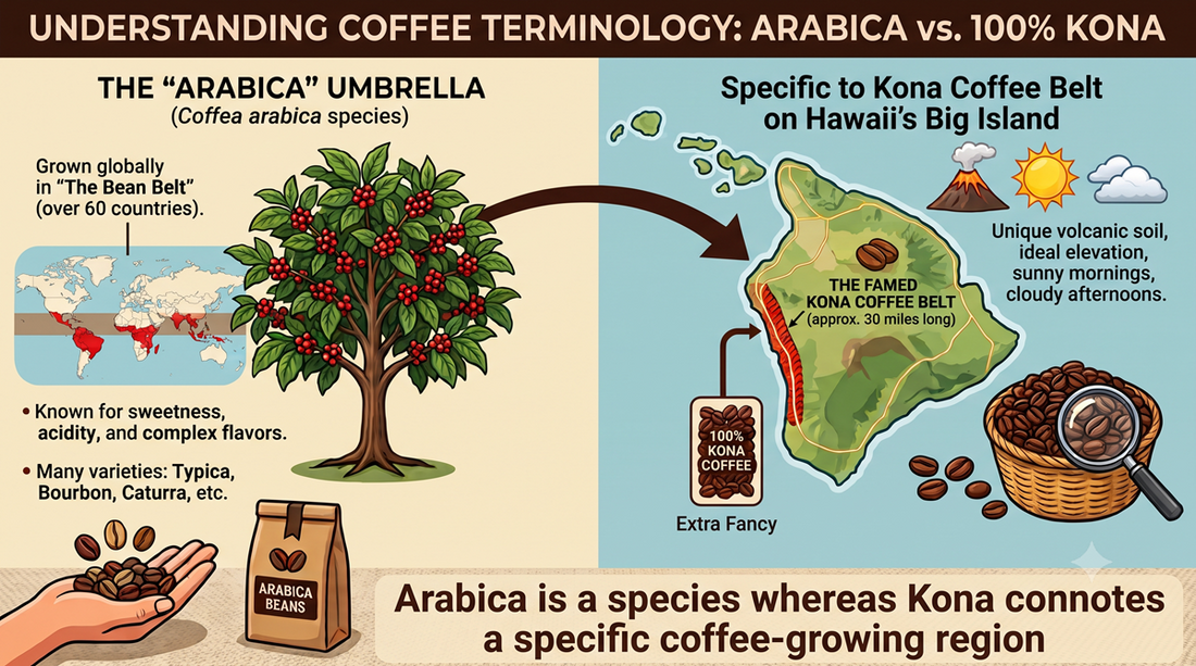 iconograph illustrates the difference between Arabic coffee as a species vs Kona coffee as a regional expression of that varietal