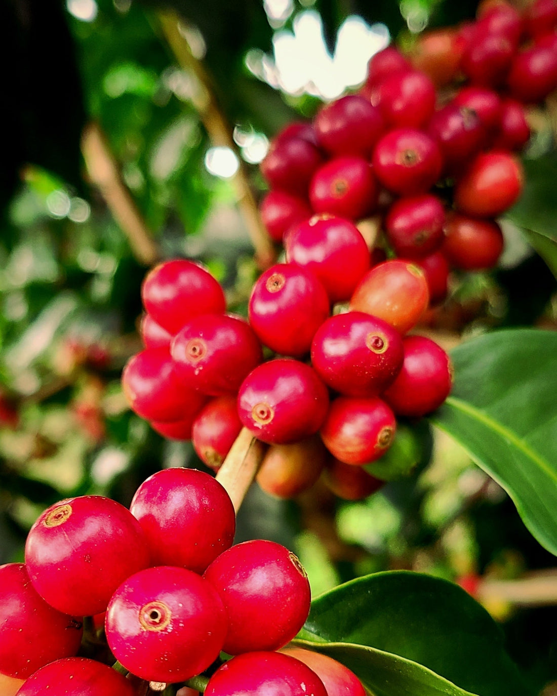 Kona Coffee Harvest: Color is the Key