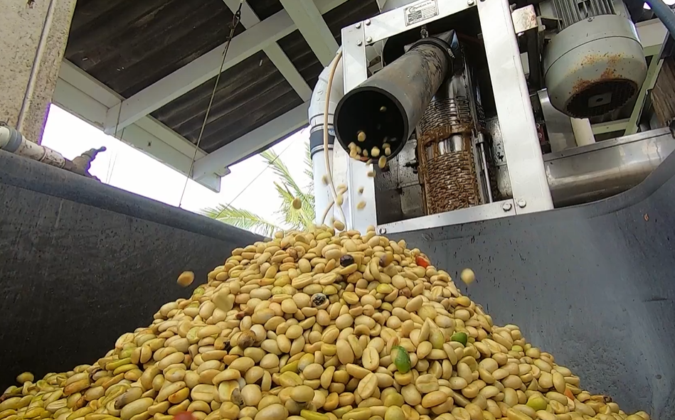 Kona Coffee Processing Examples That Shape Flavor