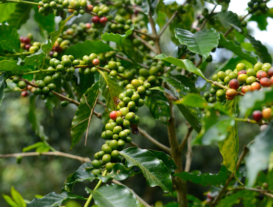 Kona coffee farm