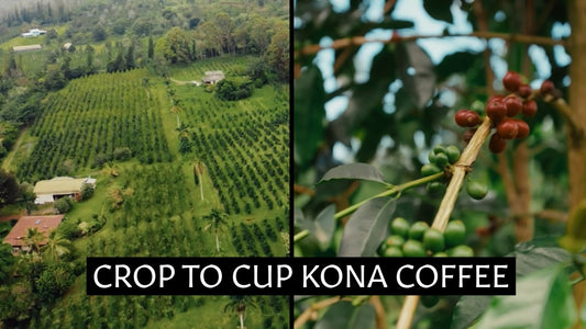side by side photos of Kona Earth coffee farm in Hawaii
