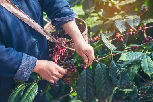 Coffee picker