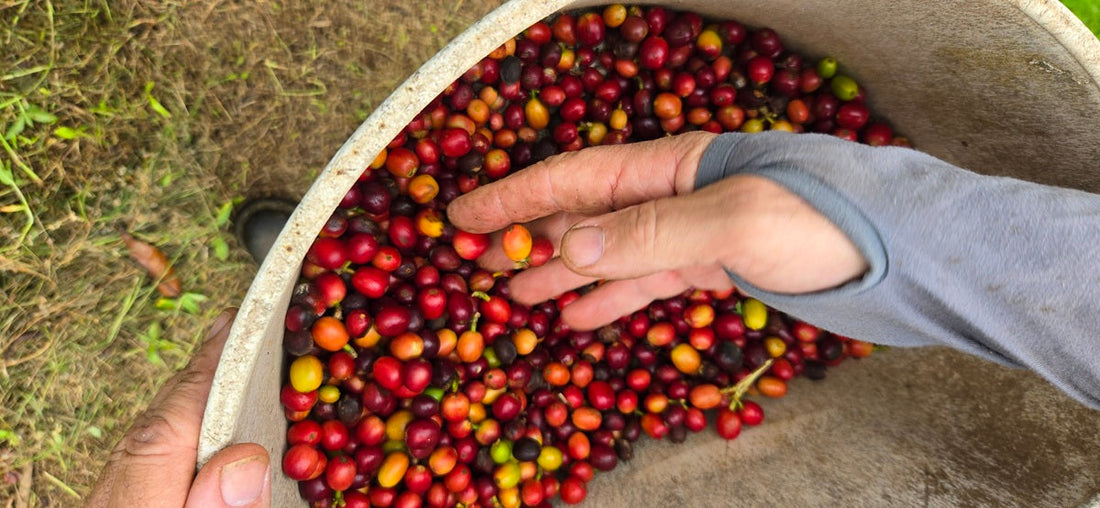 hand in a bucket filled with red, ripe, coffee cherry