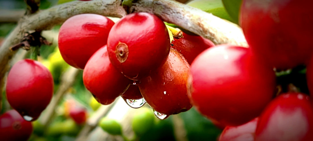 Kona coffee cherry on tree branch