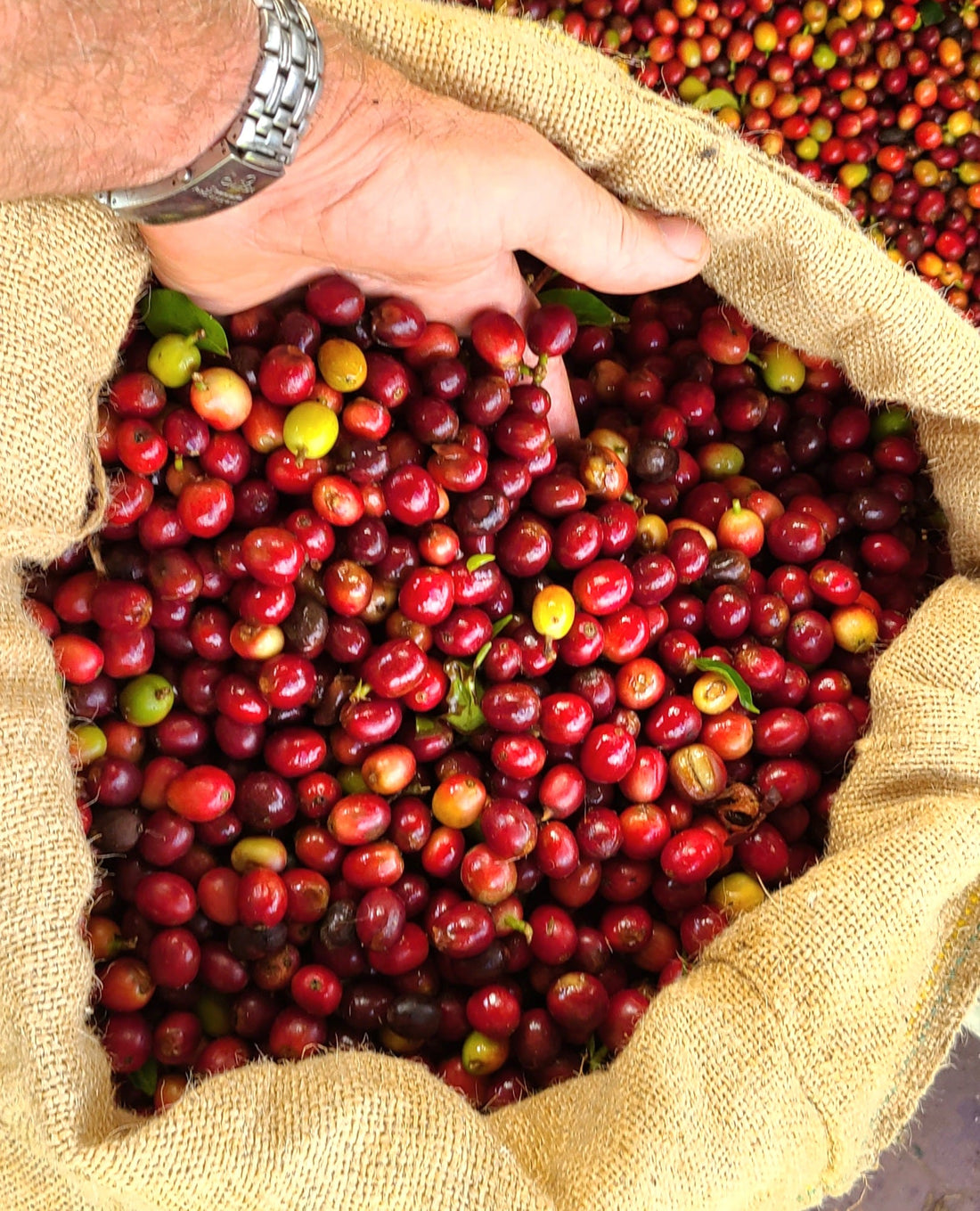 hand in a bag of ripe, red coffee cherry
