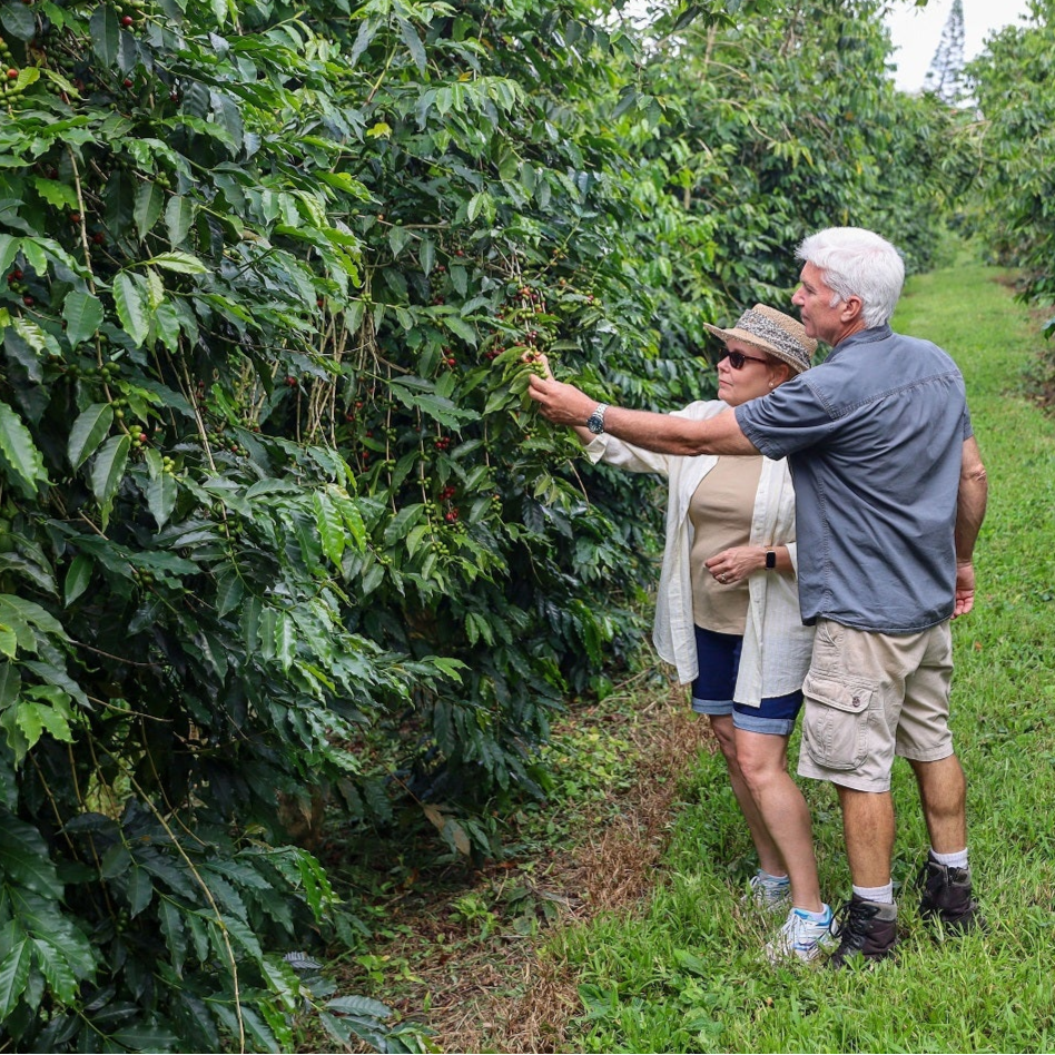 Kona Earth owners Steve and Joanie Wynn inspecting their coffee orchard