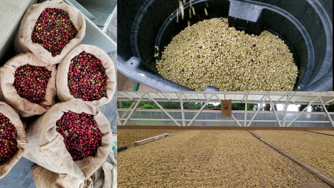 Kona coffee production collage