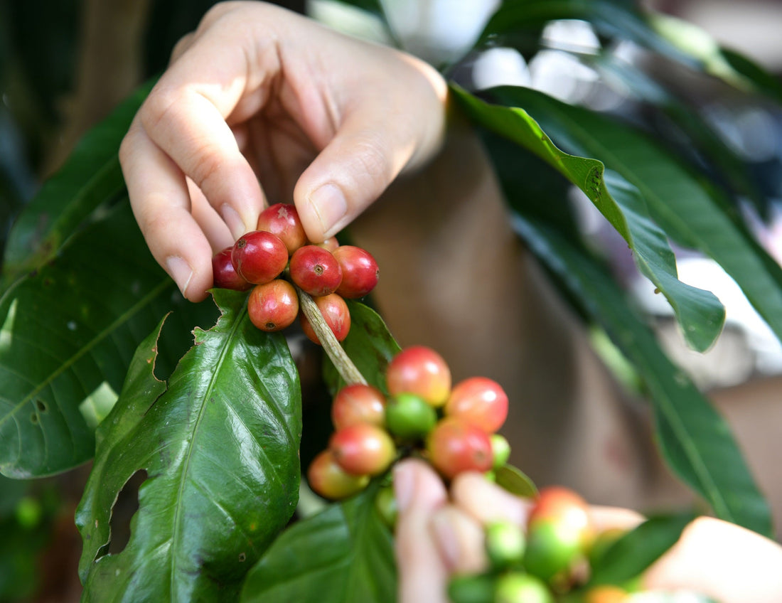 Kona Harvest Quality Examples Worth Tasting