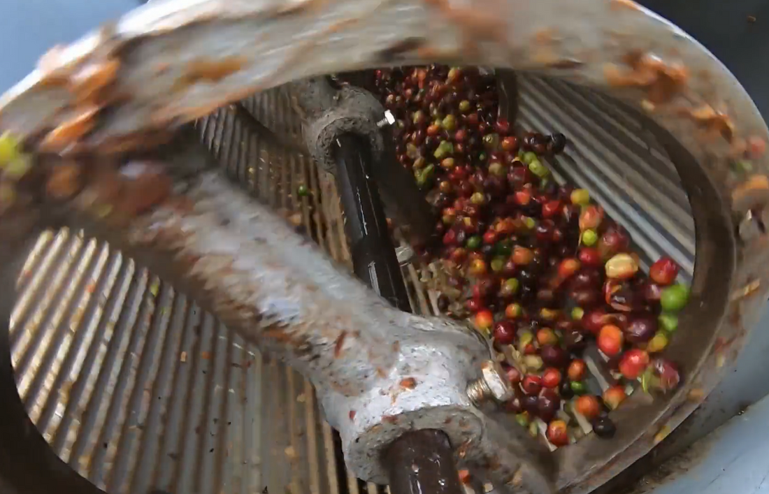 Kona coffee pulper at work