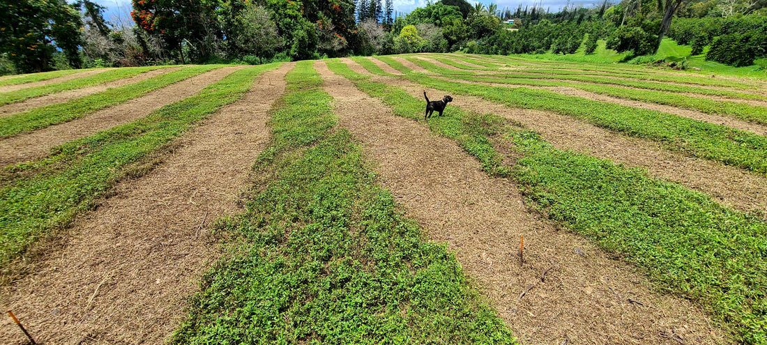 New field cleared for planting coffee at Kona Earth