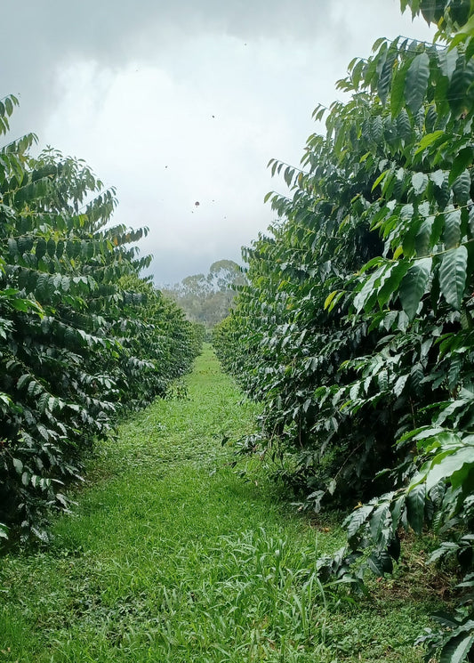 Kona coffee farm Kona Earth