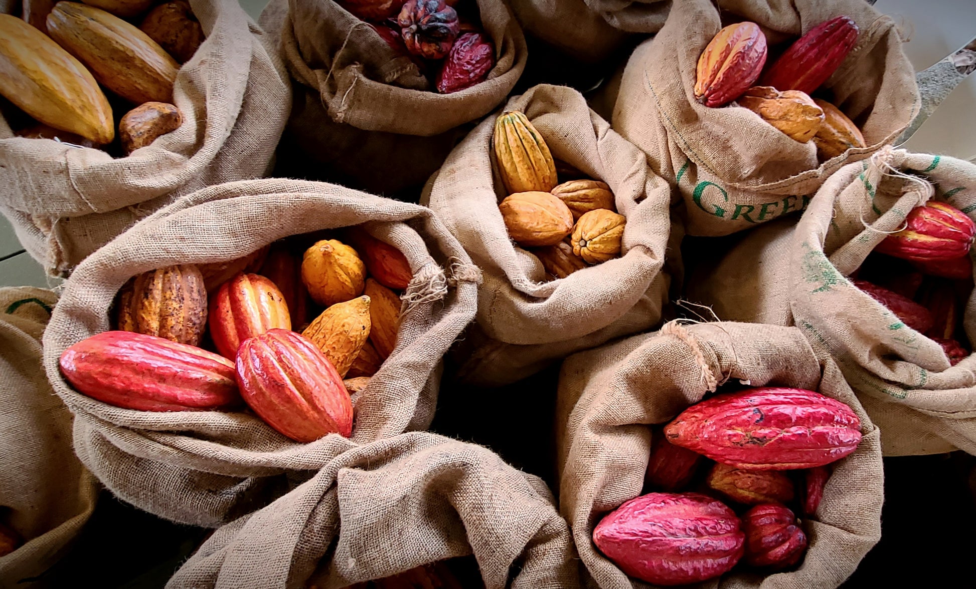 Kona cacao pods in burlap bags