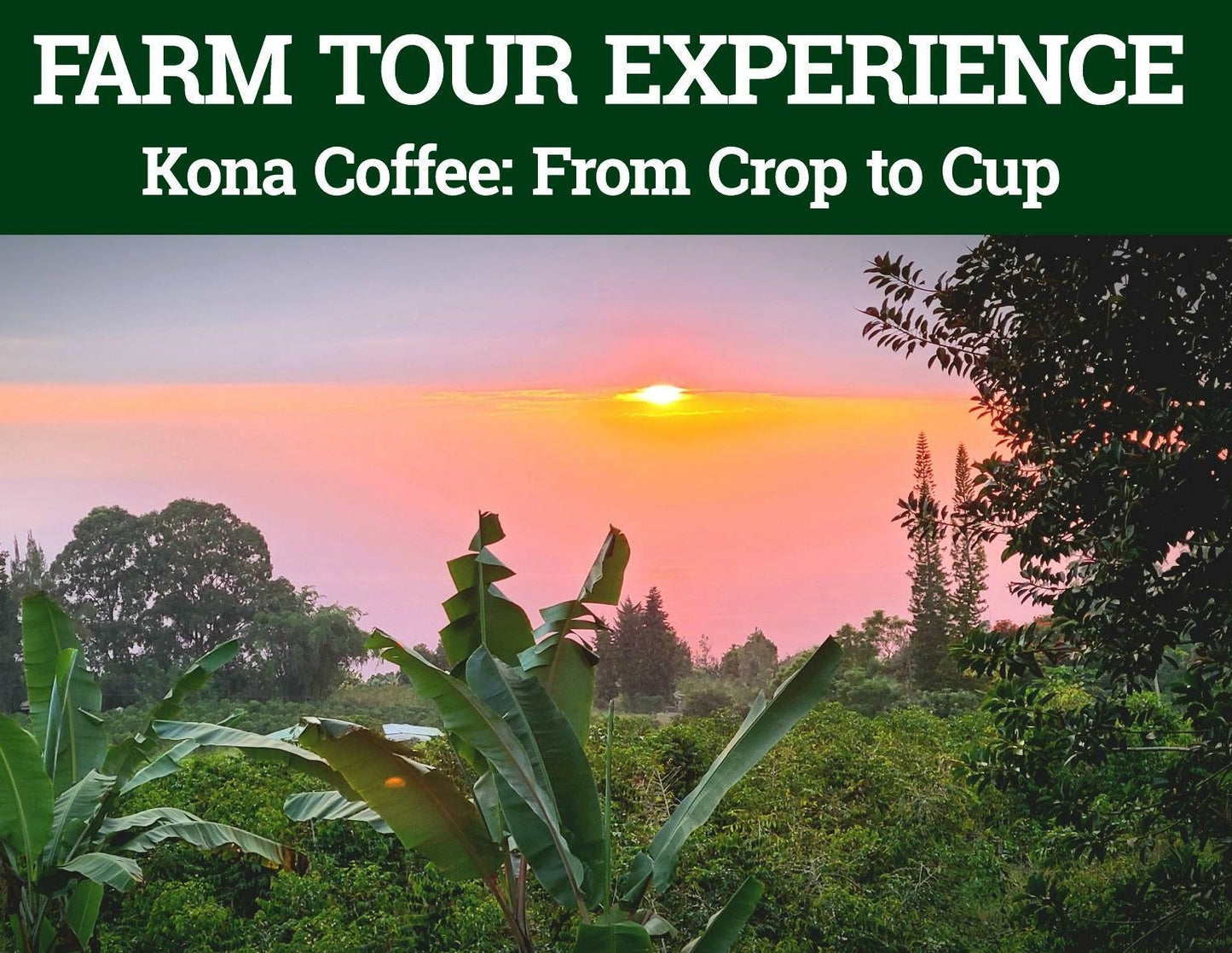 VIP Private Kona Coffee Farm Tour Experience